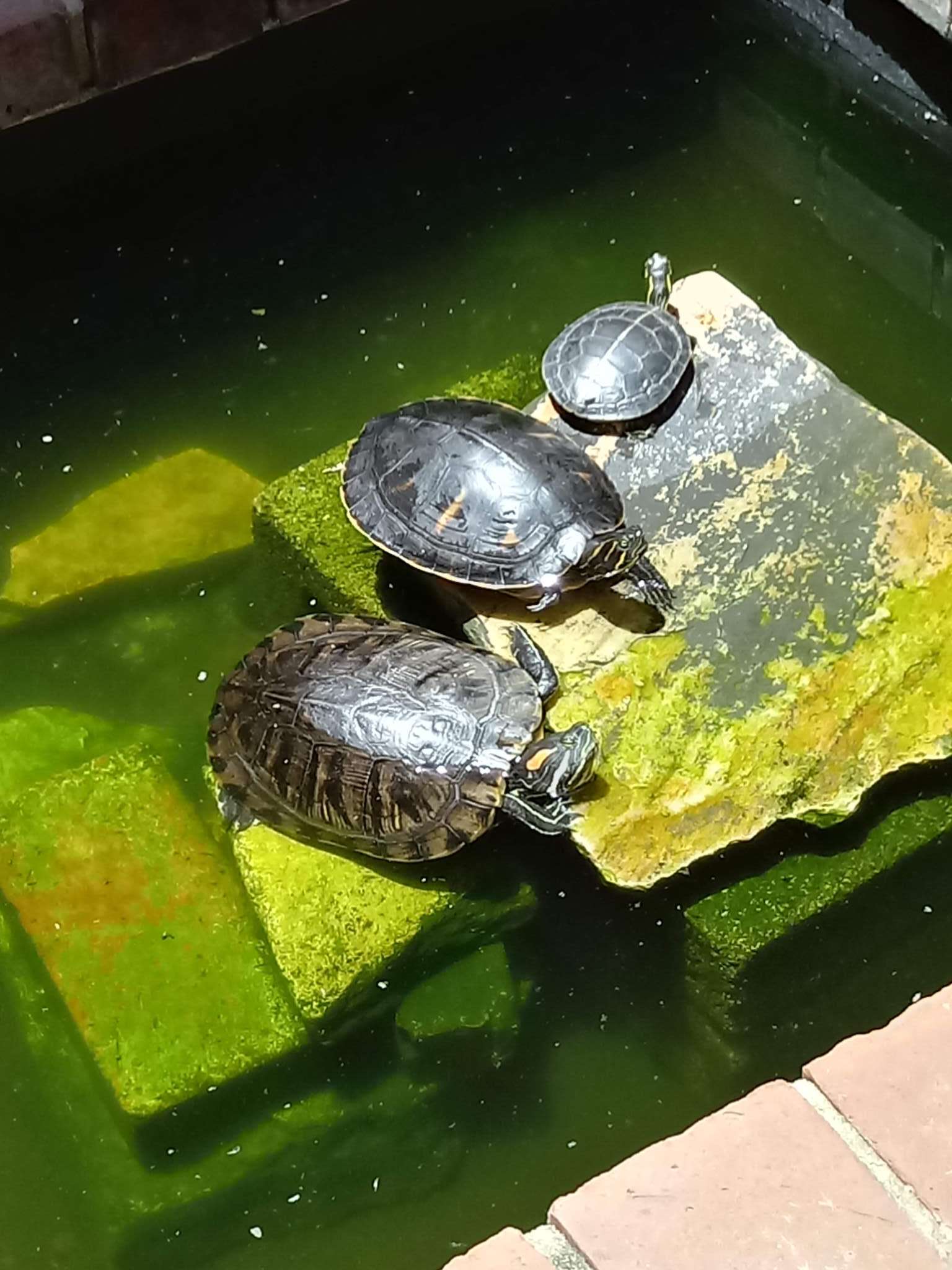 Meet the Courtyard Turtles of Chateau LeMoyne
